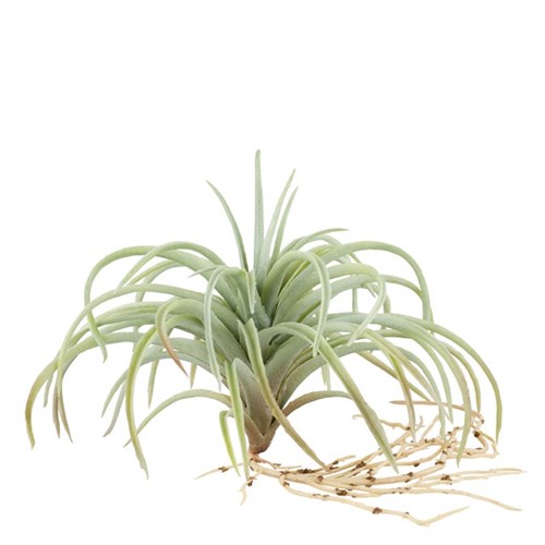 flora-air-plant-h15-cm-green