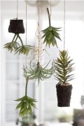 flora-air-plant-h15-cm-green1