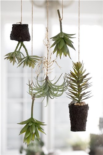 flora-air-plant-h15-cm-green1