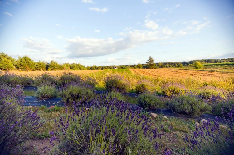 67408365_418331008773353_8911298802594349056_o