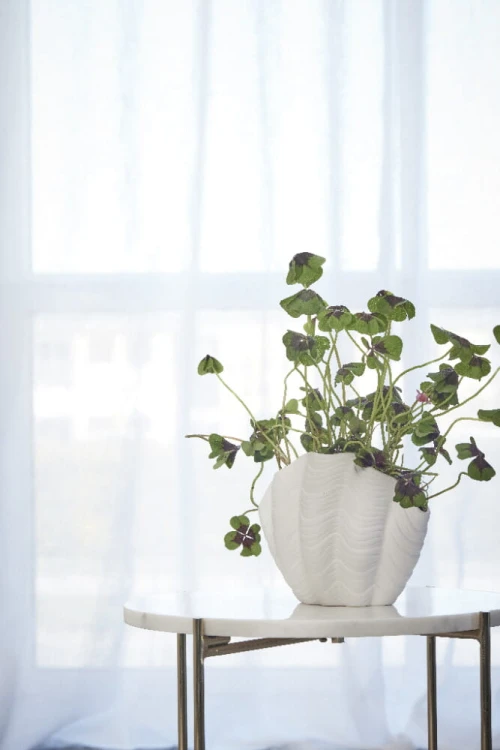 casacarina wazon.jpg