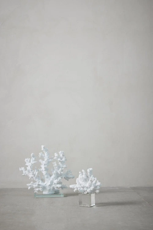 koralowiec casacarina 1.jpg