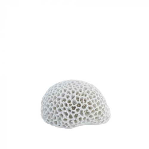 koralowiec mały.jpg