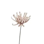 różowa chryzantema.webp