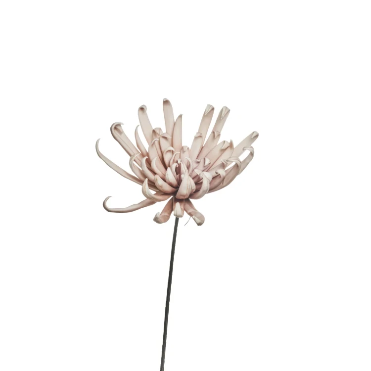 różowa chryzantema.webp