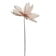 magnolia rózowa.webp