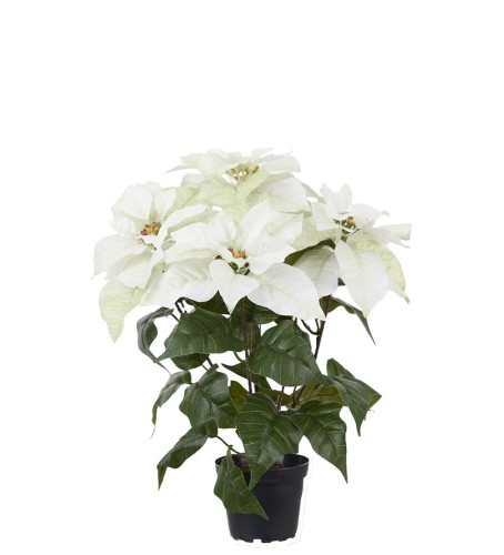 Mr Plant-Biała gwiazda betlejemska 45 cm