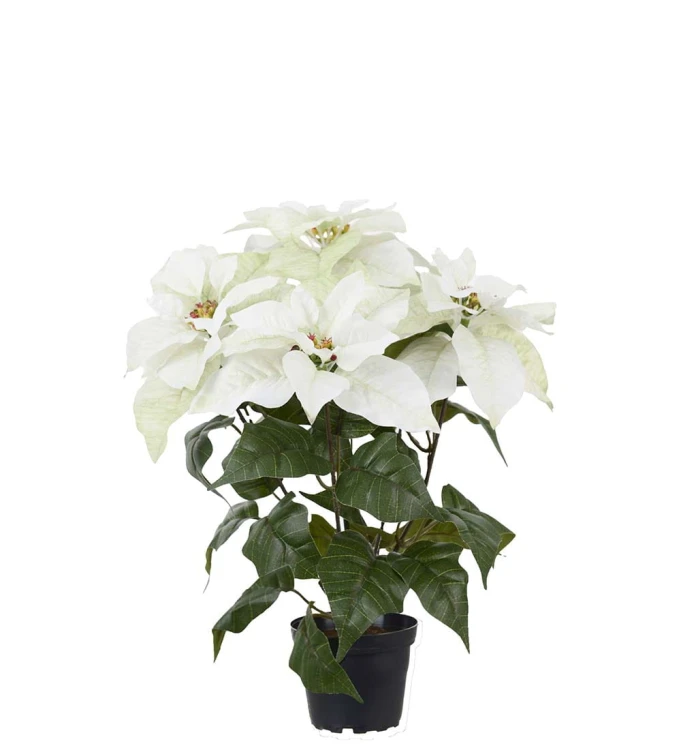Mr Plant-Biała gwiazda betlejemska 45 cm