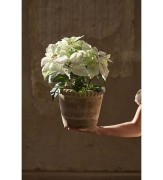 Mr Plant-Biała gwiazda betlejemska 45 cm