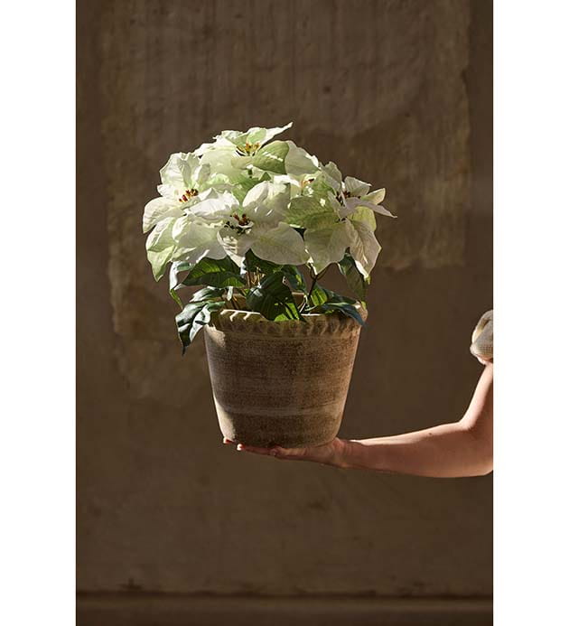 Mr Plant-Biała gwiazda betlejemska 45 cm