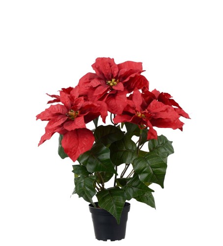 Mr Plant-czerwona gwiazda betlejemska 45 cm