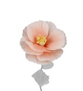 Mr Plant -duży kwiat dekoracyjny w kolorze brzoskwiniowym 40 cm