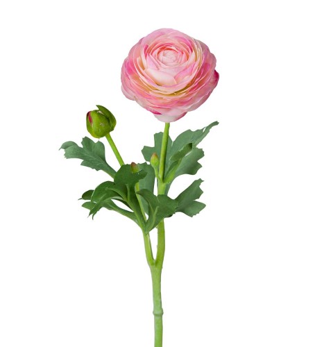 Mr Plant - elegancki kwiat Jaskier azjatycki