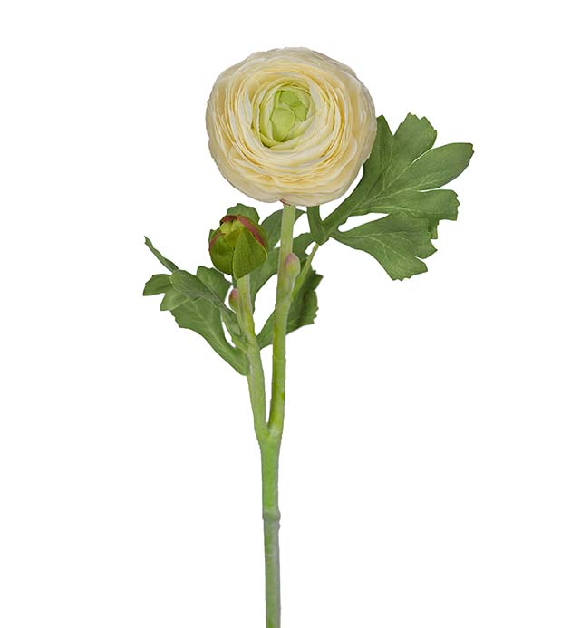 Mr Plant - elegancki kwiat Jaskier azjatycki jasny