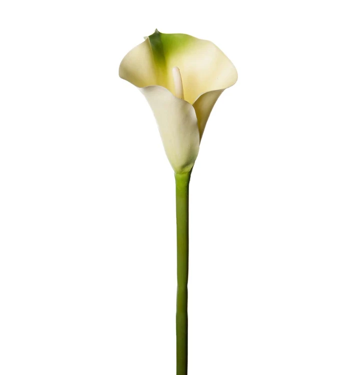 Mr Plant - kalia biała