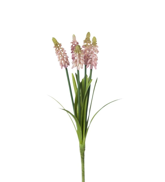 Mr Plant - szafirek różowy 30 cm