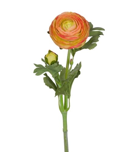 Mr Plant - elegancki kwiat Jaskier azjatycki zielono pomarańczowy