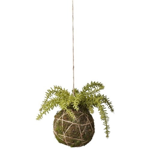 flora-succulent-15-cm