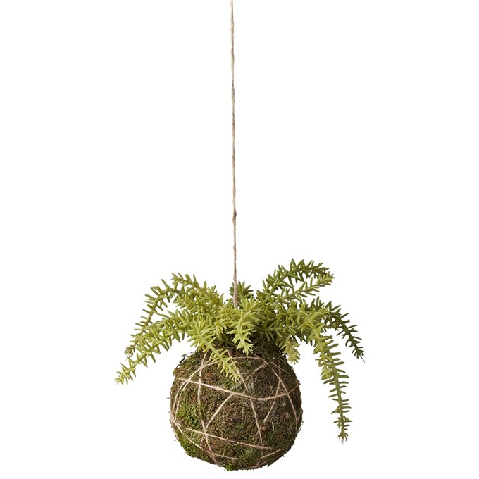 flora-succulent-15-cm